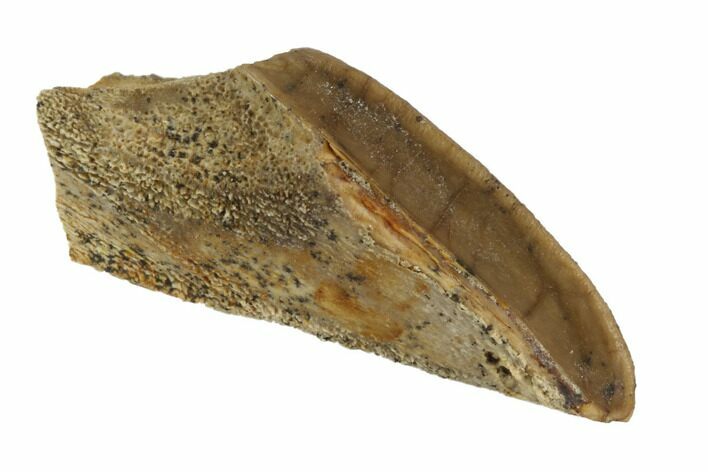 Hadrosaur (Duck-Billed Dinosaur) Tooth - Montana #91378